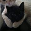 hellcat_982