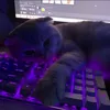 .w1zik1