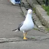 wo1518