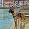 tayko_malinois_