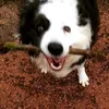 pdconnor