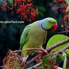 rj.sumon547