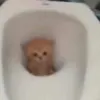 tntt_62