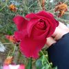 zynep_yldz12