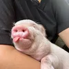 lovedhustler