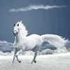 louuna_2