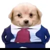 gbao_boisigaiso1tgioi