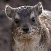 wild.hyrax