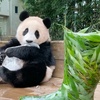 My favourite panda