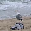 irritated_seagull