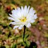 sunshine.and.dandelions