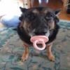 twerkingmonster1216