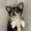 Malik the Chihuahua
