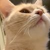 lollycat24