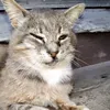 vid_vidnui