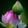 minh.phng...mui.ht