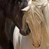 unique5296