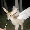 angelpuree_