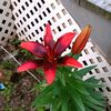 lilianaordones