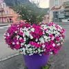 galawezhpalani