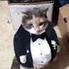 anfancycat