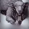 rawan_kovle