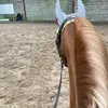 willow.equine4