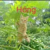 minhnguynquang17