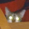 cat_lad_oui_oui