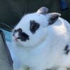 nailbunni