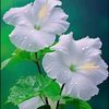 tara.akter46