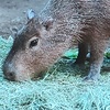 capybaracoool