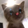 cchhlla