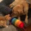 thelabandthestray