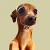trevortheiggy