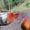 quangminhhiu
