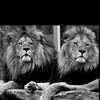 louay.__.matar32
