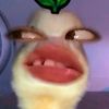 lilii_279