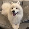 bojjithesamoyed