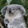 kakak_koala