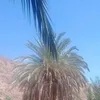 bonimalal