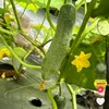 vuphan861