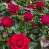flower4078