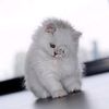 a_little_cute_kitty