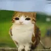 alicjatur8