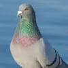 user7611566811206