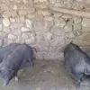 phngcsoang