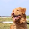 rouki.toller
