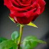 karema2768076