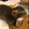 whymmmwhy